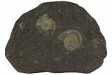 Dactylioceras Ammonite Cluster - Posidonia Shale, Germany #100272-1